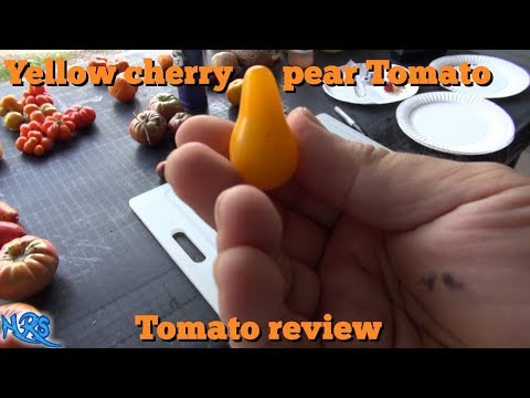 , title : '⟹ Yellow Pear Cherry Tomato | Solanum lycopersicum | Tomato Review 2017'