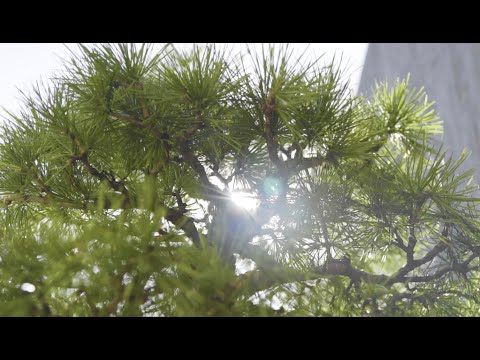 Online exhibition: BonsaiKunst Hamburg 2020 - 4