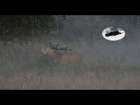 RED STAG HUNTING IN SEPTEMBER 2024 - BEGINING OF THE RUT TIME