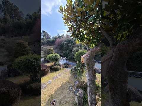 冬にシジュウカラの巣箱をどこに置くか？この鳥を引き寄せるには何を入れたらいいでしょうか？従うべき 3 つの重要なヒント  庭園