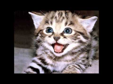 Jennifer Lopez - On The Floor w/Kittens