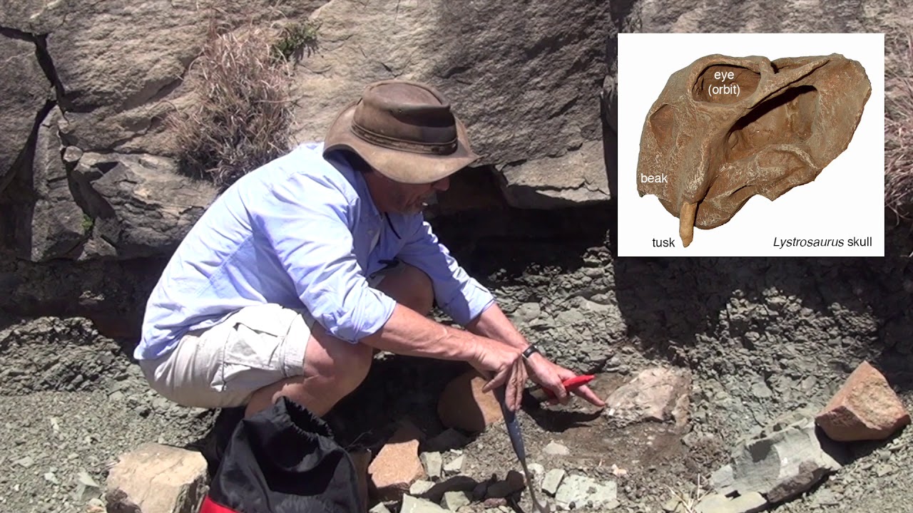 Lystrosaurus Skull