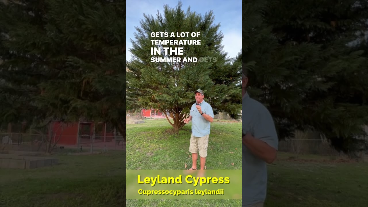 Can cypress trees grow on Long Island? Tipseri