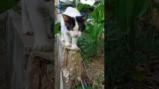 Download lagu SUARA KUCING JANTAN BIRAHI MEMANGGIL KUCING BETINA UDAH GAK TAHAN PINGIN KAWIN#shorts mp3 Download lagu SUARA KUCING JANTAN BIRAHI MEMANGGIL KUCING BETINA UDAH GAK TAHAN PINGIN KAWIN#shorts mp3