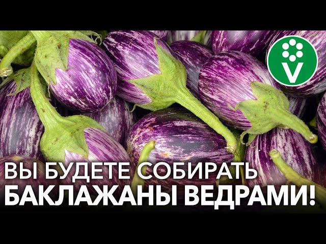 СЕЕМ БАКЛАЖАНЫ НА РАССАДУ! Точные сроки посева, подготовка грунта, обработка семян и другие нюансы