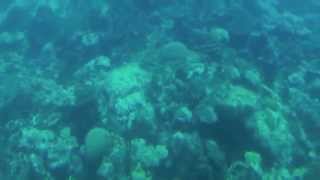 preview picture of video 'Barbados   Atlantis Submarine Tour'