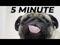 Pug Licks Screen For 5 Minutes