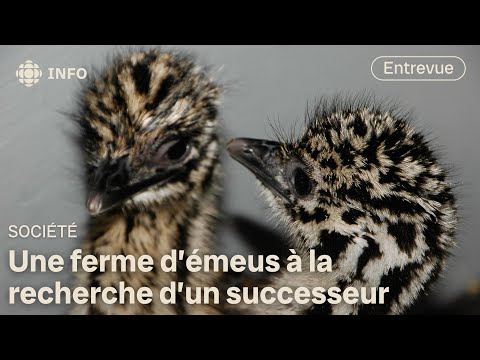 What future for the Charlevoix emu?