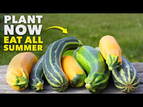 Tomato Growing Masterclass My Blueprint to Success Every Time