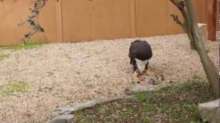 Bald Eagle Sanctuary on Catalina Island