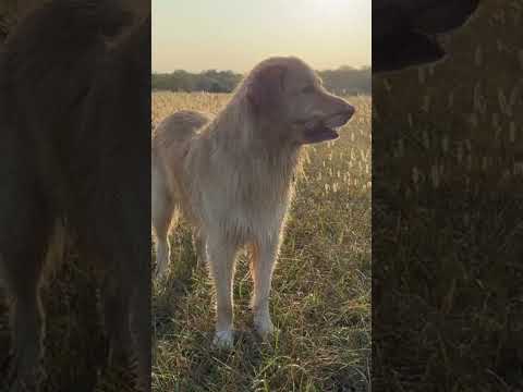 Samson the mama’s boy #dogshorts #goldenretriever #stick
