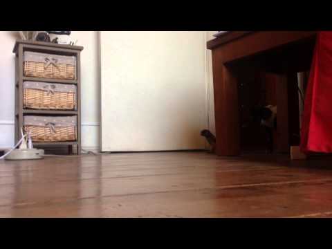 Chico & Lulu - Chilling at home