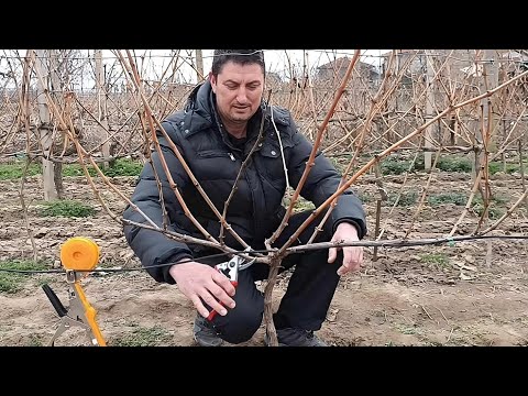 , title : 'How to prune young vines?Vine Pruning for Beginners: Easy Steps for a Bountiful Harvest!'