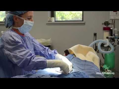 Spay/Neuter Surgery: Ovarian Cutaway and Ligature Placement