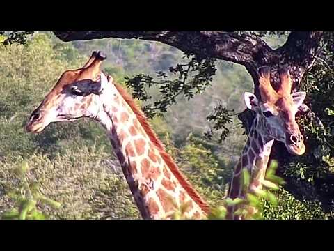 Djuma: Three Giraffes - 17:08 - 01/31/2020
