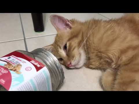Catnip cat overdose