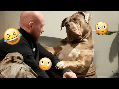 I dare you not to LAUGH at these FUNNY DOGS 😁🦮 - Best Funny Animals Videos 2025 #264