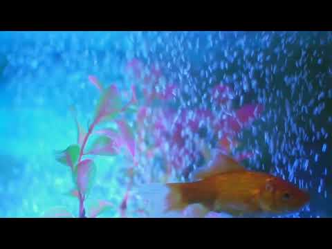 Meditation video|Nature|