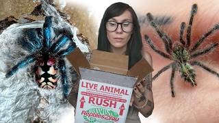 RARE $$$ Unboxing! BRAZILIAN JEWEL TARANTULA (T seladonia!) and More!!