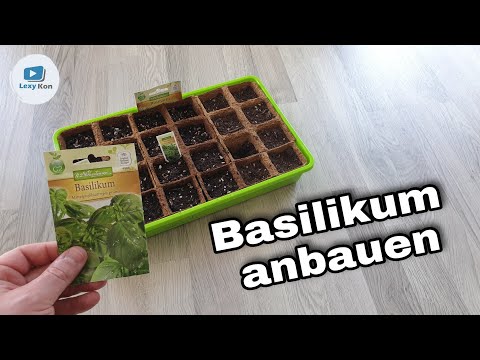 Basilikum selbst anbauen 🌱 Anzucht I Aussat I vorziehen 🌿 SO WIRD'S GEMACHT !