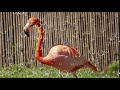 SAN DIEGO ZOO FLAMINGO
