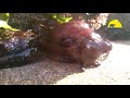 Giant Sea Slug
