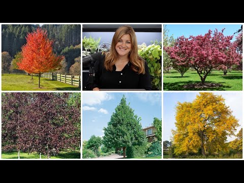 5 Trees I Highly Recommend! 🌿 🌳 // Garden Answer