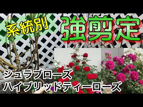 ハイブリッドローズ「セントゴールド」 植物