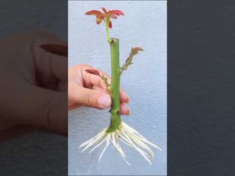 Best method of propagate roses by cutting with Garlic#rose #shorts #garden #farming