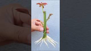 Best method of propagate roses by cutting with Garlic#rose #shorts #garden #farming