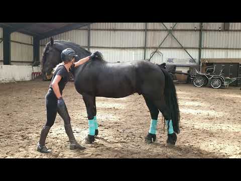 Stal Okkema's Tjibbe riding bareback and without bridle!