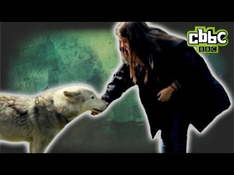 CBBC: Wolfblood - Aimee Meets Real Life Wolves
