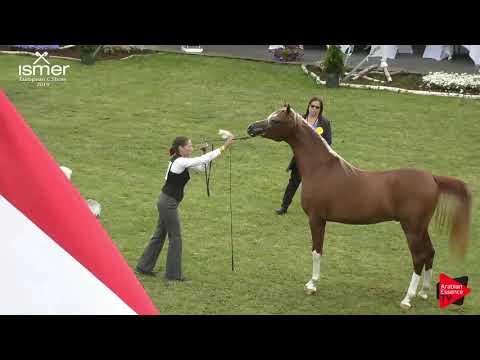 N.135 BS Kadjar - Strohen 2019 C European - 2 year old Colts (Class 7)