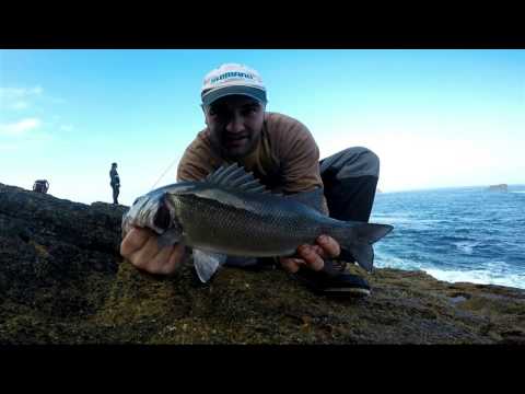 Lubina en fondo de piedra