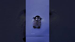 Download lagu Golo Molu Cute Potato 🐣 | Cute Status |Aesthetic status| Lyrics status | #lyrics​ #shorts​ #trending mp3