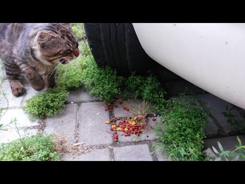 Father cat hissing his kitten because she doesn't give food him