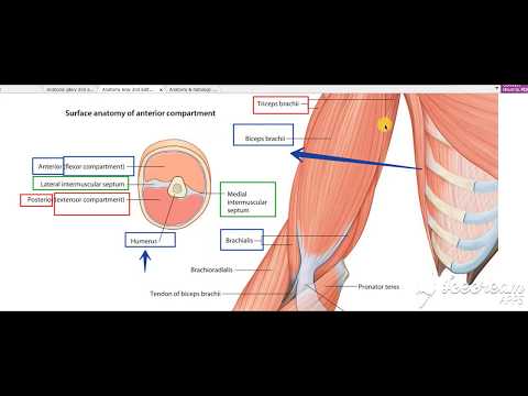 Arm muscles action 2