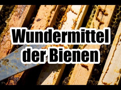 Propolis - Das Wundermittel aus der Natur