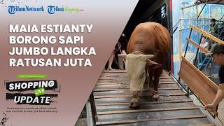 Penampakan Hilux dan Gushion, Sapi Kurban Super Jumbo Milik Maia Estianty yang Bikin Warga Terpukau