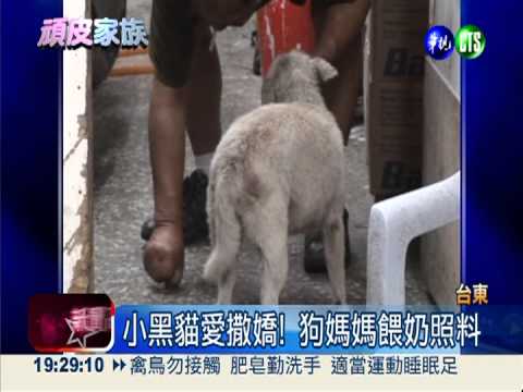 情同母子! 狗媽媽呵護小黑貓