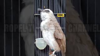 Download lagu trucukan gacor ropel santai mp3