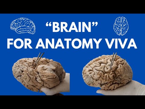 All Brain Specimens in Just 22 Minutes | For Neuroanatomy Viva 🧠