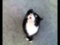 Scary Cat Singing