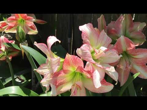 In the artist’s garden- without commentary