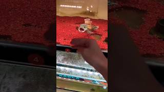 Download lagu CHANNA AURANTI MANGAP MANGAP #channa #channaauranti #iwakgalak #shorts mp3 Download lagu CHANNA AURANTI MANGAP MANGAP #channa #channaauranti #iwakgalak #shorts mp3