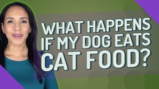 What happens if my dog eats cat food?