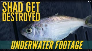 Bass Feeding on Shad - Big Bass Dreams Underworld