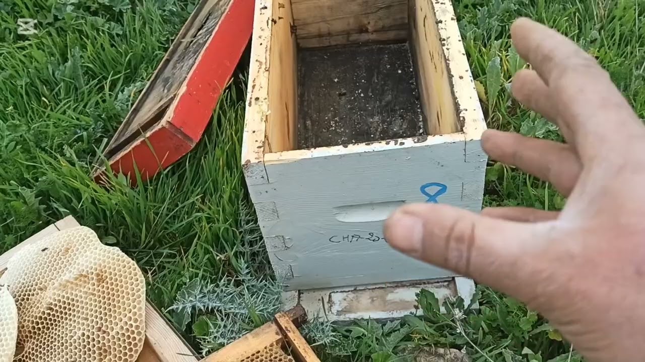 صيد طرود النحل بحبة ليمون #اصطياد_النحل 🐝🐝🐝🇩🇿