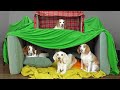 Dogs Build EPIC DOG FORT Funny Dogs Maymo Potpie Indie Penny DIY Fort Building