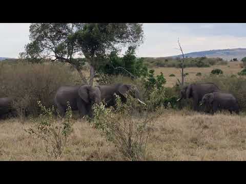 Maasai Mara Flora & Fauna miniclip